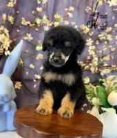 Honor, a male Poodle - Standard  for sale in Bristol, VA – Photo 8 of 10