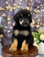 Honor, a male Poodle - Standard  for sale in Bristol, VA – Photo 1 of 10