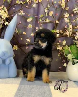 Honor, a male Poodle - Standard  for sale in Bristol, VA – Photo 5 of 10