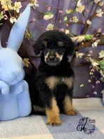 Honor, a male Poodle - Standard  for sale in Bristol, VA – Photo 6 of 10