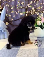 Honor, a male Poodle - Standard  for sale in Bristol, VA – Photo 4 of 10