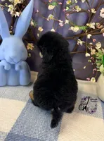 Honor, a male Poodle - Standard  for sale in Bristol, VA – Photo 3 of 10