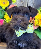 Ledger, a male Miniature Schnauzer for sale in Bristol, VA – 6 of 10