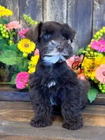 Bud, a male Miniature Schnauzer for sale in Bristol, VA – 9 of 10
