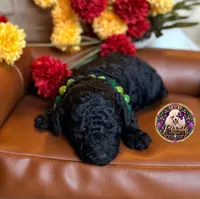 Blueberry , a male Poodle - Toy  and Poodle - Miniature  for sale in Bristol, VA – 9 of 10