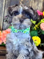 Dakota, a male Miniature Schnauzer for sale in Bristol, VA – 6 of 10