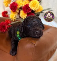 Pecan, a male Poodle - Toy  and Poodle - Miniature  for sale in Bristol, VA – 10 of 10