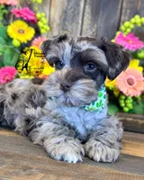 Dakota, a male Miniature Schnauzer for sale in Bristol, VA – 2 of 10