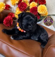 Faith, a female Miniature Schnauzer for sale in Bristol, VA – 9 of 10