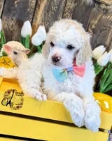 Lone Star , a male Poodle - Miniature  for sale in Bristol, VA – Photo 6 of 10