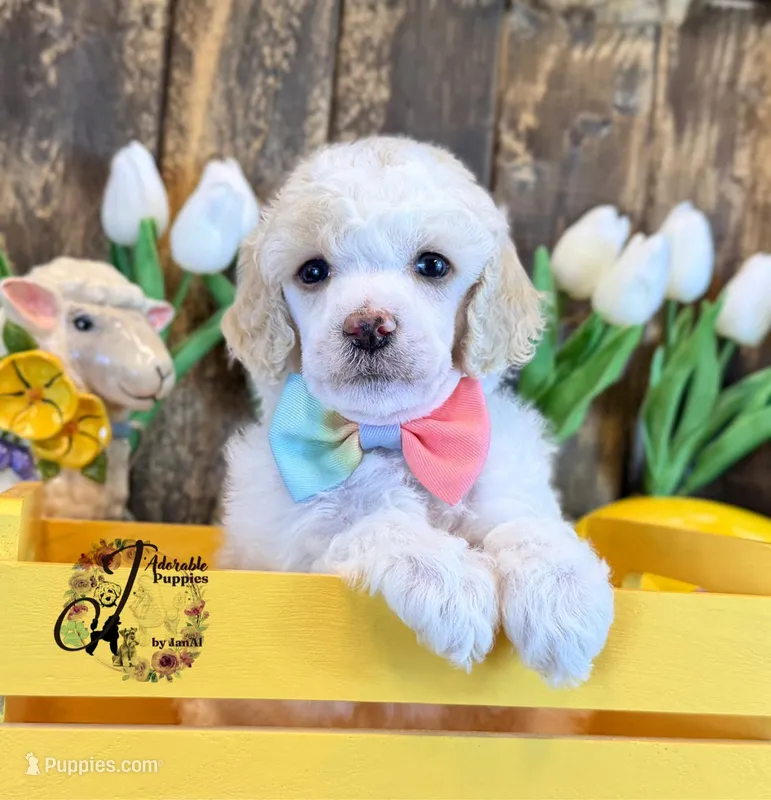 Lone Star  – Poodle - Miniature  puppy for sale in Bristol, VA