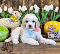 Lone Star , a male Poodle - Miniature  for sale in Bristol, VA – Photo 7 of 10