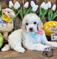 Lone Star , a male Poodle - Miniature  for sale in Bristol, VA – Photo 9 of 10
