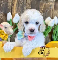 Lone Star , a male Poodle - Miniature  for sale in Bristol, VA – Photo 4 of 10