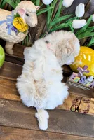 Lone Star , a male Poodle - Miniature  for sale in Bristol, VA – Photo 3 of 10