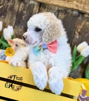 Lone Star , a male Poodle - Miniature  for sale in Bristol, VA – Photo 10 of 10