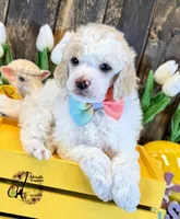 Lone Star , a male Poodle - Miniature  for sale in Bristol, VA – Photo 2 of 10