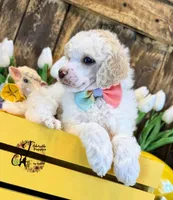 Lone Star , a male Poodle - Miniature  for sale in Bristol, VA – Photo 8 of 10