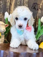 Lone Star , a male Poodle - Miniature  for sale in Bristol, VA – Photo 5 of 10