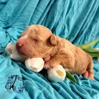 Renegade, a male Poodle - Miniature  for sale in Bristol, VA – Photo 7 of 10