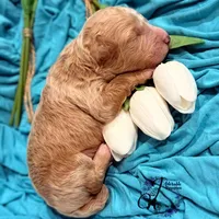 Renegade, a male Poodle - Miniature  for sale in Bristol, VA – Photo 5 of 10