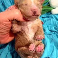 Renegade, a male Poodle - Miniature  for sale in Bristol, VA – Photo 4 of 10