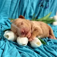 Renegade, a male Poodle - Miniature  for sale in Bristol, VA – Photo 2 of 10