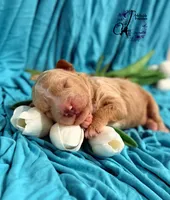 Renegade, a male Poodle - Miniature  for sale in Bristol, VA – Photo 2 of 10