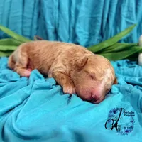 Renegade, a male Poodle - Miniature  for sale in Bristol, VA – Photo 6 of 10