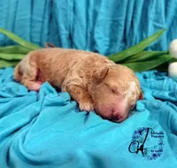 Renegade, a male Poodle - Miniature  for sale in Bristol, VA – Photo 6 of 10