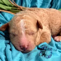 Renegade, a male Poodle - Miniature  for sale in Bristol, VA – Photo 1 of 10