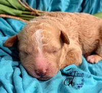Renegade, a male Poodle - Miniature  for sale in Bristol, VA – Photo 1 of 10