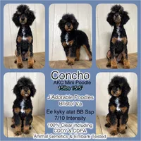 Renegade, a male Poodle - Miniature  for sale in Bristol, VA – Photo 9 of 10