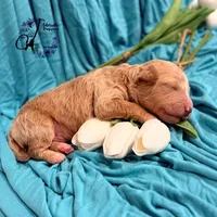 Renegade, a male Poodle - Miniature  for sale in Bristol, VA – Photo 8 of 10