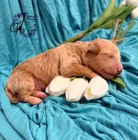 Renegade, a male Poodle - Miniature  for sale in Bristol, VA – Photo 8 of 10