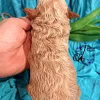 Renegade, a male Poodle - Miniature  for sale in Bristol, VA – Photo 3 of 10