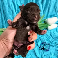 Ledger, a male Miniature Schnauzer for sale in Bristol, VA – Photo 5 of 10