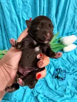 Ledger, a male Miniature Schnauzer for sale in Bristol, VA – Photo 5 of 10