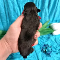 Ledger, a male Miniature Schnauzer for sale in Bristol, VA – Photo 3 of 10