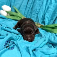 Ledger, a male Miniature Schnauzer for sale in Bristol, VA – Photo 2 of 10