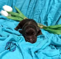Ledger, a male Miniature Schnauzer for sale in Bristol, VA – Photo 2 of 10