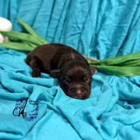 Ledger, a male Miniature Schnauzer for sale in Bristol, VA – Photo 4 of 10