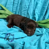 Ledger, a male Miniature Schnauzer for sale in Bristol, VA – Photo 7 of 10