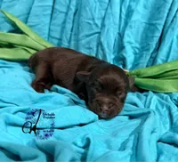 Ledger, a male Miniature Schnauzer for sale in Bristol, VA – Photo 7 of 10