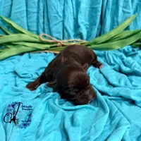 Ledger, a male Miniature Schnauzer for sale in Bristol, VA – Photo 8 of 10