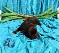 Ledger, a male Miniature Schnauzer for sale in Bristol, VA – Photo 8 of 10