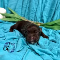 Ledger, a male Miniature Schnauzer for sale in Bristol, VA – Photo 6 of 10