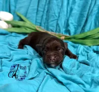 Ledger, a male Miniature Schnauzer for sale in Bristol, VA – Photo 6 of 10