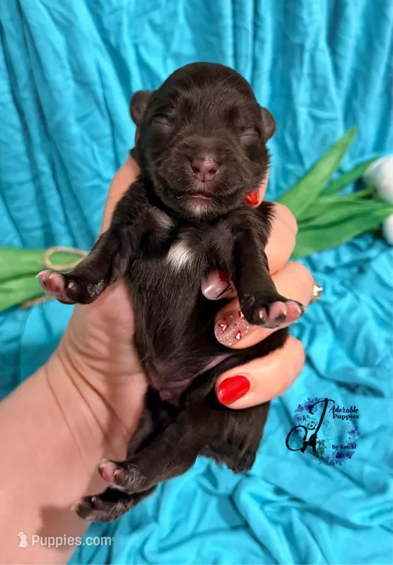 Ledger, a male Miniature Schnauzer for sale in Bristol, VA – Photo 1 of 10