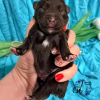 Ledger, a male Miniature Schnauzer for sale in Bristol, VA – Photo 1 of 10